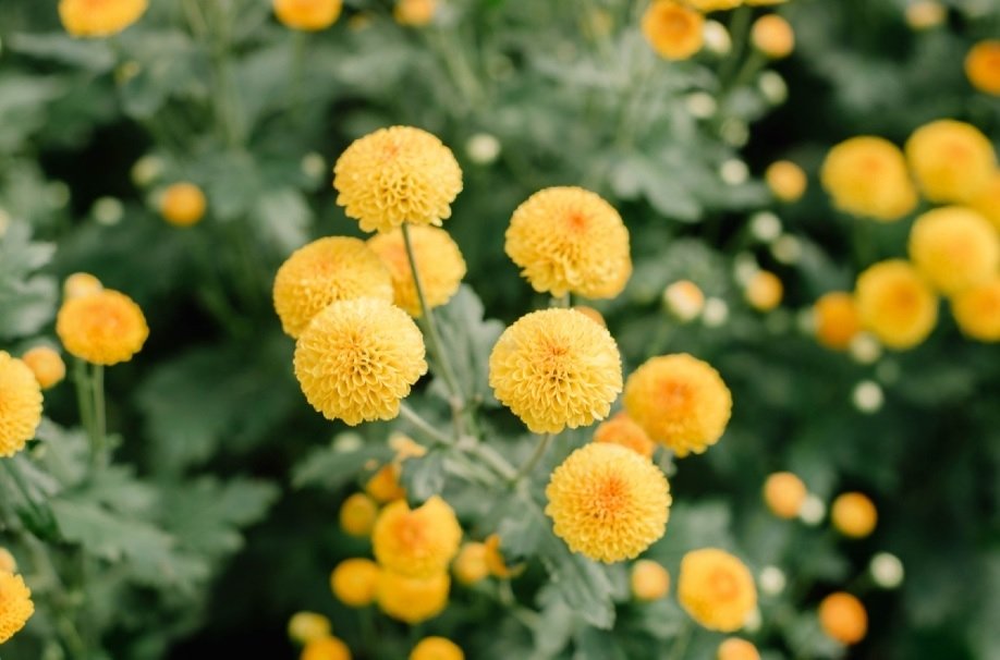 Калуфер (Пижма бальзамическая) (Tanacetum ), садовые цветы